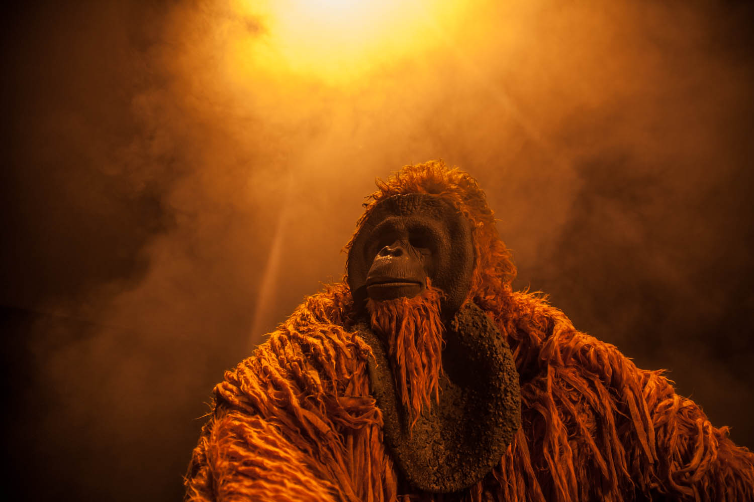 JOJO Història d'un orangutan Acerca Cultura
