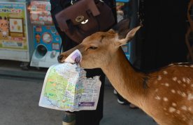 Fotografia promocional. Es veu un bambi pel carrer d'una ciutat que porta un mapa a la boca
