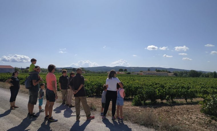 Fotografia sortida a les vinyes