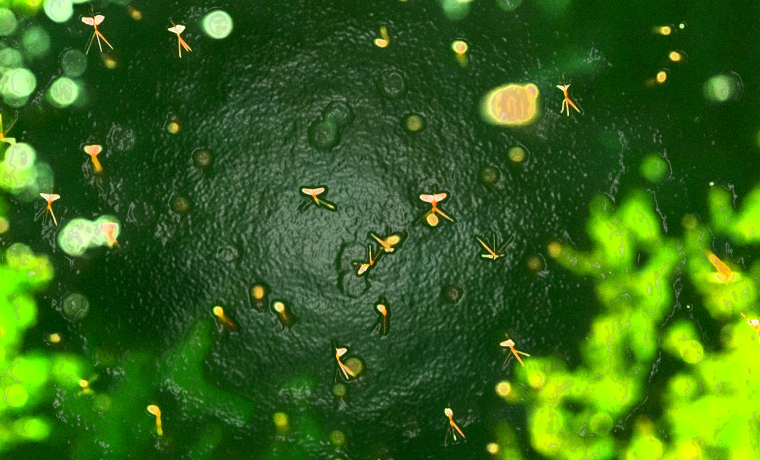 Insectes estranys damunt un fluid verdos