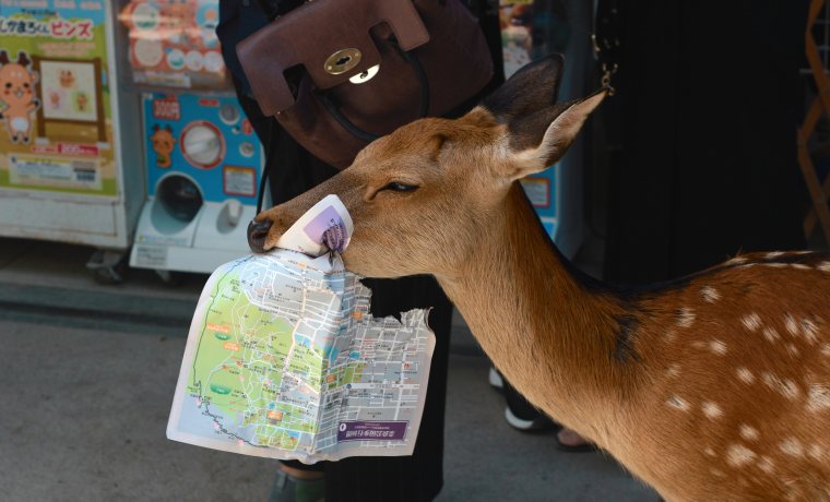 Fotografia promocional. Es veu un bambi pel carrer d'una ciutat que porta un mapa a la boca