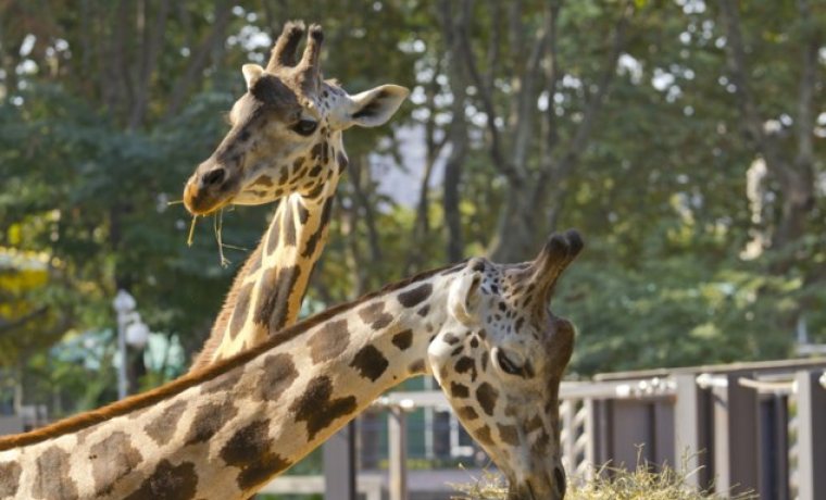 Visita libre al Zoo de Barcelona
